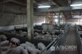 Продам свинокомплекс в Краснодарском крае: 30 000 свиней в год