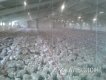 Продам птицеферму в Краснодарском крае: 20 тыс. голов, завтрак