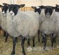 Продам действующее фермерское хозяйство: Овцы Романовской породы