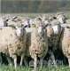 Продам действующее фермерское хозяйство: Овцы Северо-Кавказской породы