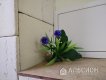 Продам офис в центре Краснодара: просто цветы
